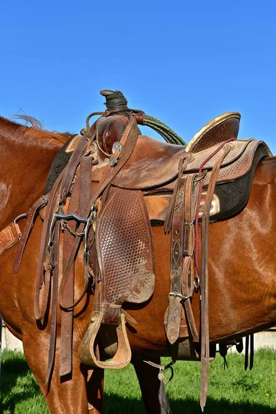 Nahaufnahme Eines Sattels Und Eines Lariats Auf Einem Pferd — Stockfoto