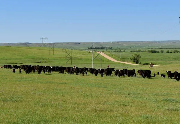 Stádo Angus Krav Telat Jsou Zatýkáni Jižní Dakotě Prérie Přípravě — Stock fotografie