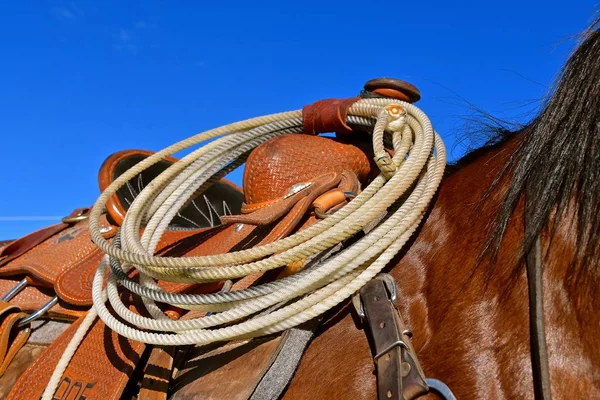 Primo Piano Cavallo Sellato Con Una Corda Classificazione Attaccata Pomo — Foto Stock