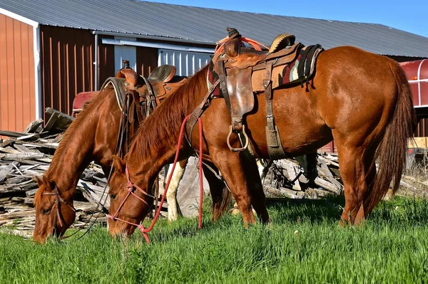 Оседлая Лошадь Готова День Облавы Клейма Западном Ранчо — стоковое фото