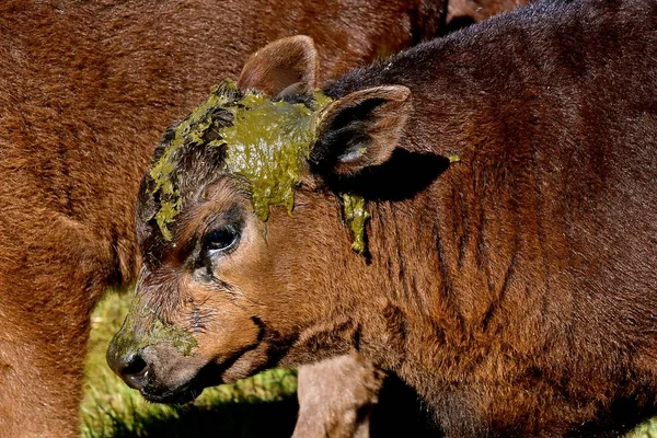 Young Angus Beef Calve Has Unfortunate Situation Standing Adult Animal — Stock Photo, Image