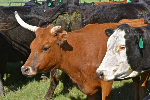 Okseku Med Ett Krøllet Horn Midt Flokk Med Angus Kveg – stockfoto