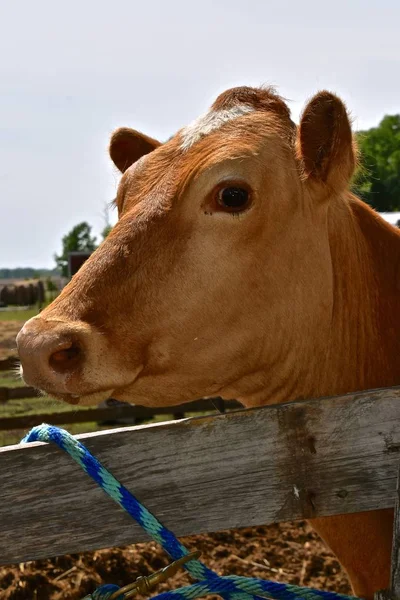 Uma Vaca Jersey Está Amarrada Uma Cerca Madeira — Fotografia de Stock