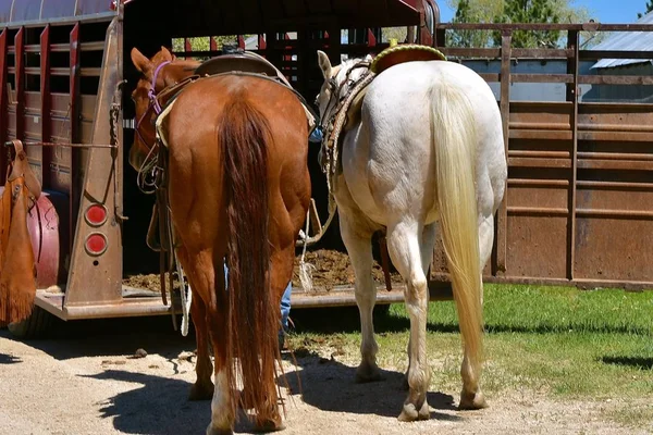 Diversi Cavalli Sellati Sono Pronti Salire Sul Retro Rimorchio Preparazione — Foto Stock