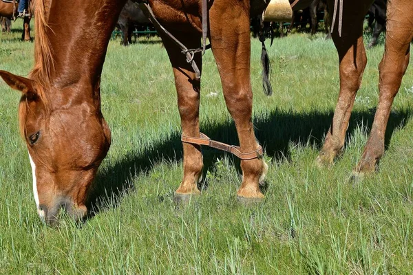 Caballo Cojo Pastando Hierba Pradera Durante Rodeo Marca —  Fotos de Stock