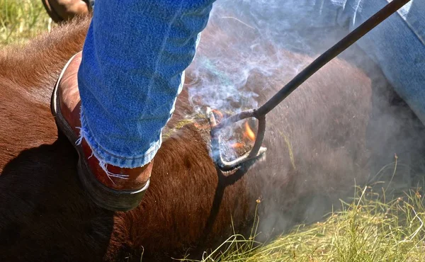 Ferro Stiro Marca Vitello Manzo Brucia Capelli Che Erutta Una — Foto Stock