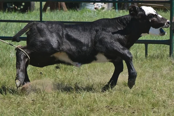 The hind feet of a black Angus calf have been roped by a cowboy in the first step of branding and vaccinating during a roundup