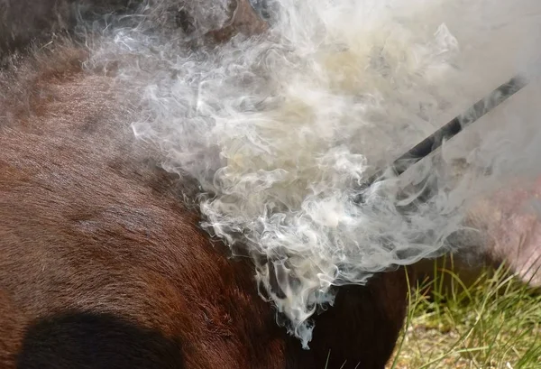 Ferro Caldo Rosso Posto Sulla Pelle Vitello Provoca Combustione Fumo — Foto Stock