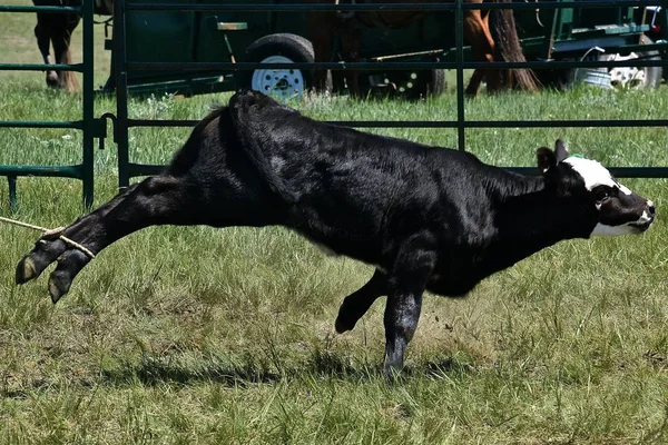 Hátsó Lábak Fekete Angus Borjú Volna Roped Által Egy Cowboy — Stock Fotó
