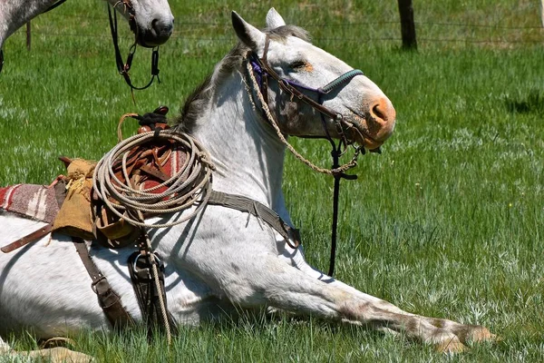 Hobbled Saddled Horse Process Standing Roundup Branding — Stock Photo, Image