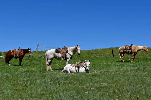 Τέσσερις Χωλαίνοντας Και Φόρτωσε Άλογα Κατά Διάρκεια Μια Roundup Και — Φωτογραφία Αρχείου