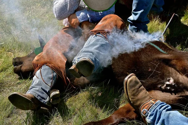 A red hot iron placed on the hide of a calf results in the hair burning and smoking during the branding process.