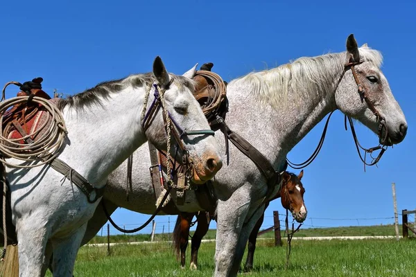 Two Bridled Saddled White Horses Stand Together Roundup Branding Session — Stock Photo, Image