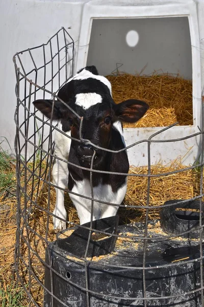 Giovane Vitello Holstein Isolato Recinto Esterno — Foto Stock