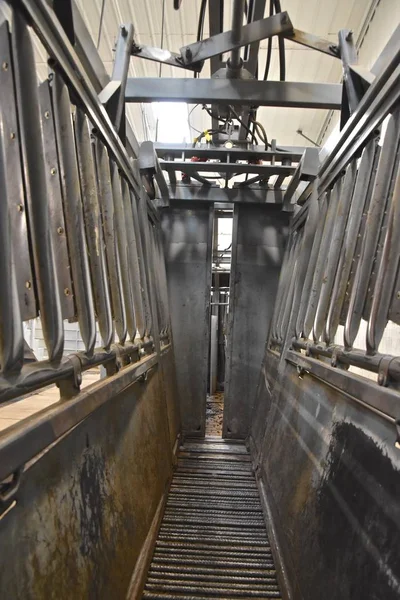 Modern mekanize sığır oluğu veterinerler ve araştırmacılar bir hayvan hiçbir direniş ile tedavi etmek izin. 