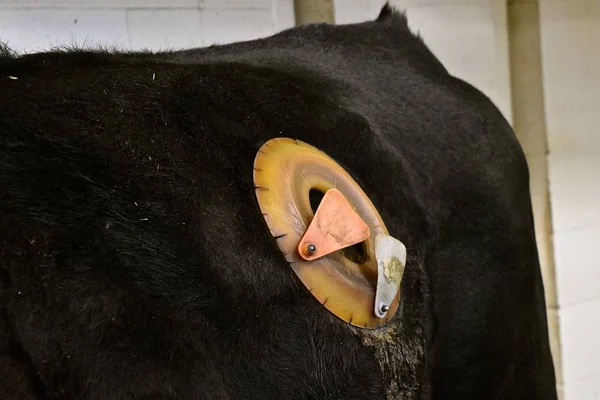 Ett Våmmen Fistulated Förfarande Har Gjorts Black Angus — Stockfoto