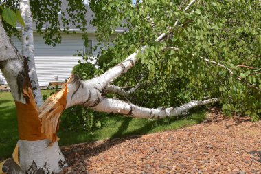 Bir yüksek hız rüzgar huş ağaçları ön bahçesinde bir yığın böler.