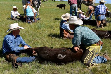 Butte, Güney Dakota, 23 Mayıs 2018 çamur: Yıllık geçen hafta ve sığır marka getiriyor alan kovboy ve cowgirl sürecinde bir kanat üçgen çiftlikte.