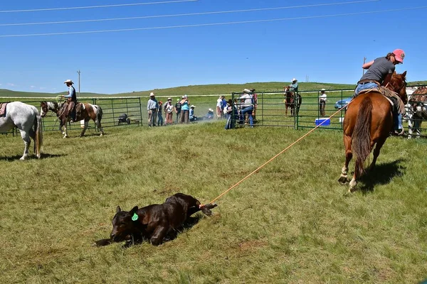 Mud Butte South Dakota Mai 2018 Roundup Anual Branding Bovinelor — Fotografie, imagine de stoc