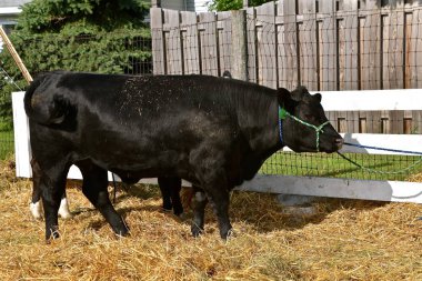 A groomed black  Angus cow equipped with a halters is tied to a post prior to being judged at a country fair livestock show. clipart