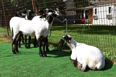 Kesilirse, temizlendi ve bir ilçe fuarda yargılamak için bakımlı koyun küçük bir sürü bir mesaja bağlı.