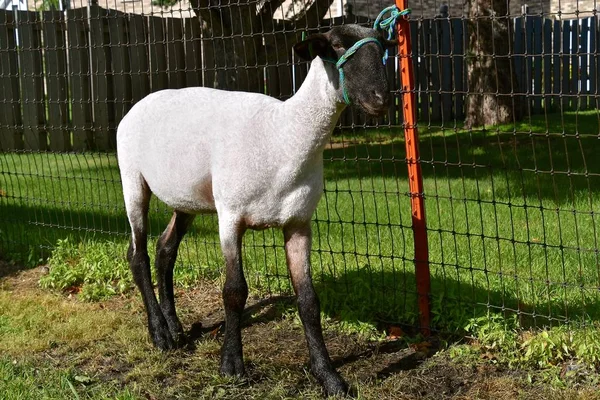 Een Schaap Dat Geschoren Geschrobd Bereid Kunnen Beoordelen Een Kermis — Stockfoto