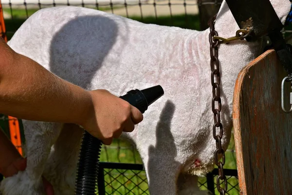 Lufttrykk Gjennom Slange Blåser Ull Sau Etter Blitt Klippet Dømme – stockfoto