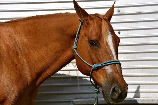 Um cavalo selado esta passando na sua frente ? - Portal ClienteSA