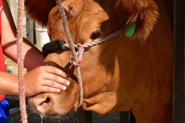 The head of  beef cow in  a stall with a rope halter at a livestock judging contest.