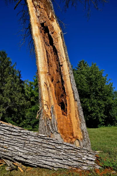 Doente Podre Esvaziou Árvore Cinzas Meio Durante Uma Tempestade Vento — Fotografia de Stock