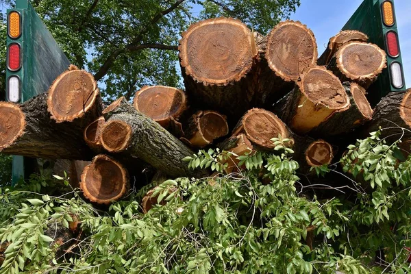 Задній Коробці Вантажівки Завантажується Вантажівка Свіжообрізаних Язаних Колод — стокове фото