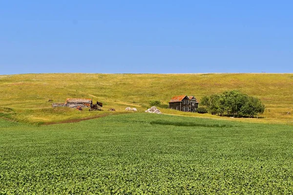 Remnants Old Deserted Farmstead Edge Bean Field — Stock Photo, Image