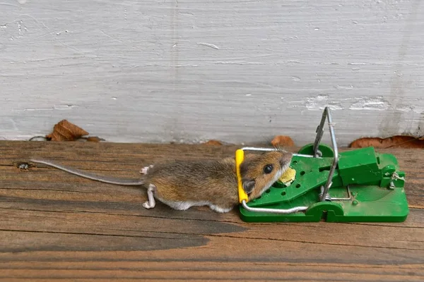 Cheese Eating Mouse Has Been Lured Trap — Stock Photo, Image