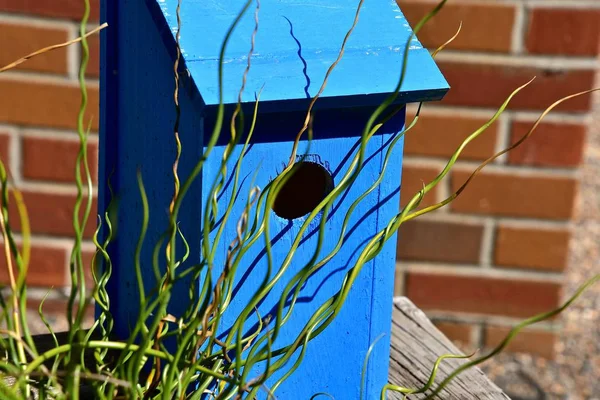一个明亮的蓝色鸟房子在前面的植物 — 图库照片