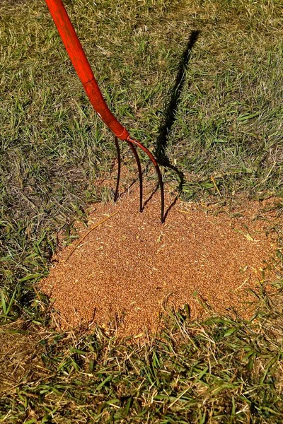 Une Fourchette Rouge Trois Grains Teintés Est Jetée Dans Une — Photo