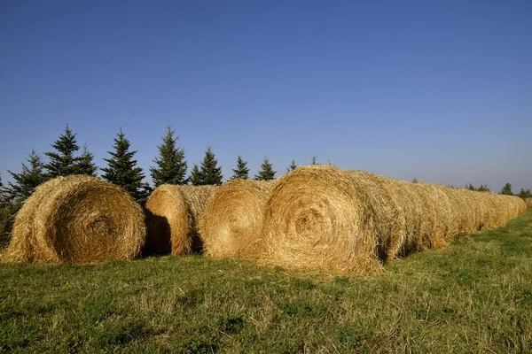 Enormi Balle Fieno Rotonde Sono Accatastati Campo Dopo Imballatura — Foto Stock