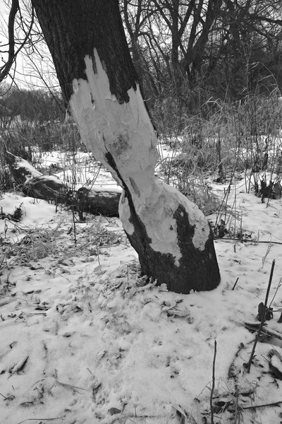 Castor Mastigar Uma Árvore Durante Temporada Inverno Preto Branco — Fotografia de Stock