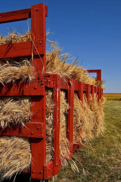 Red Wagon Loaded Bundles Wheat Ready Sent Old Fashioned Threshing — Stock Photo, Image