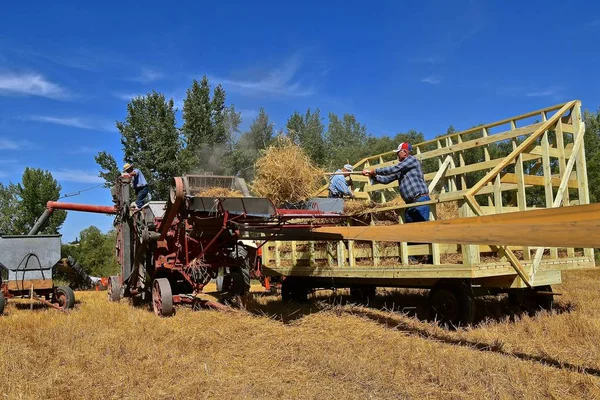 Rollag Minnesota September 2018 Unidentified Men Pitching Bundles Threshing Machine — Stock Photo, Image