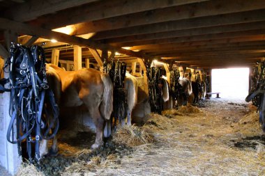 Belgian horses stand in their stalls which need cleaning of the manure droppings.  clipart