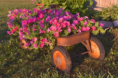 Bir eski paslı çocuğun vagon petunyaların küçük bir bahçeye dönüştürülür