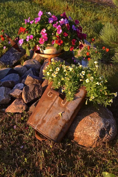 Display Petunias Stacked Pile Rocks Old Gas Can Receive Morning — Stock Photo, Image