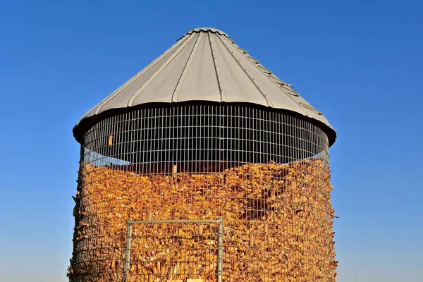 Old Metal Corn Crib Roof Full Corn Cobs Husks — Stock Photo, Image