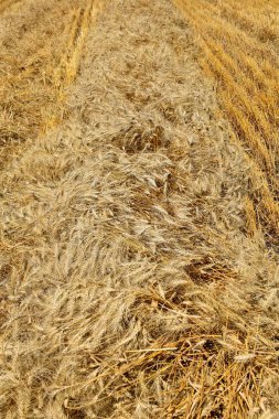 Altın windrow buğday hasat tarafından bir birleştirmek için hazırdır. 