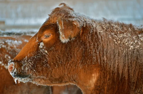 赤いアンガス牛に凍って 氷と冬の寒さの中に凝縮 — ストック写真