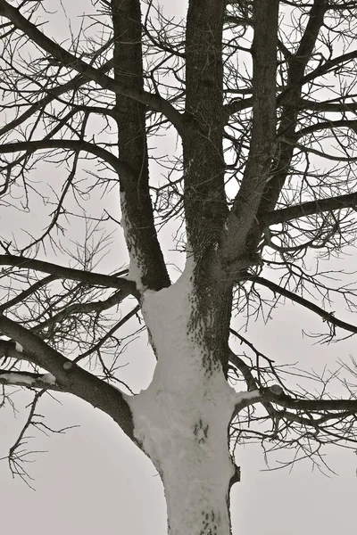 Ein Zürgelbaum Ist Nach Einem Schneesturm Mit Schnee Von Einer — Stockfoto