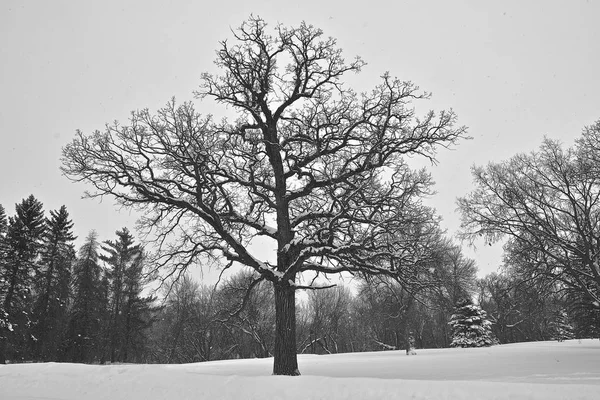 一棵巨大的非常古老的橡树在被雪覆盖的树林里被剪影 — 图库照片