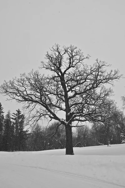 一场暴风雪过后 一棵巨大的橡树在雪的映衬下 黑色和白色 — 图库照片