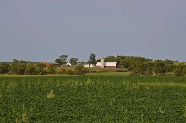 Uma Bela Fazenda Laticínios Distância Está Frente Campo Crescente Feijão — Fotografia de Stock