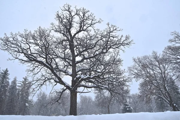 一棵巨大的非常古老的橡树在被雪覆盖的树林里被剪影 黑色和白色 — 图库照片